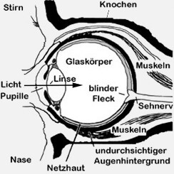 Längsschnitt Auge Mensch