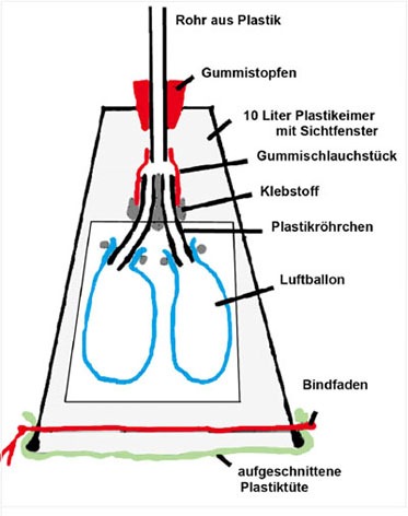 Bauchfelleinfluss bei Lungenatmung Modell