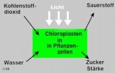 Photosynthese Schema
